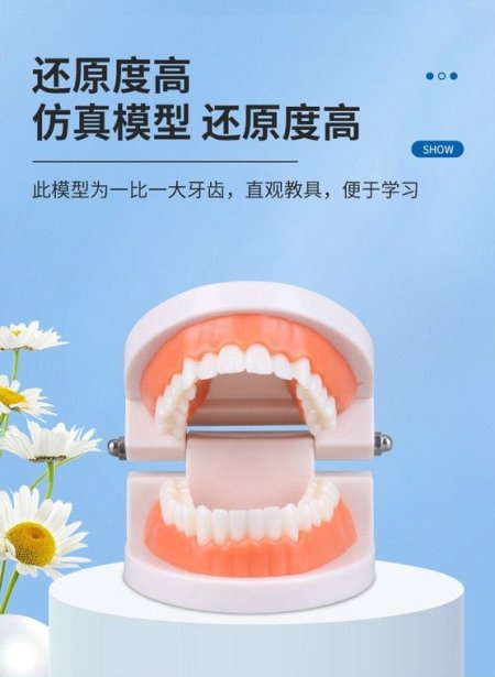 مجسم اسنان لطب الاسنان