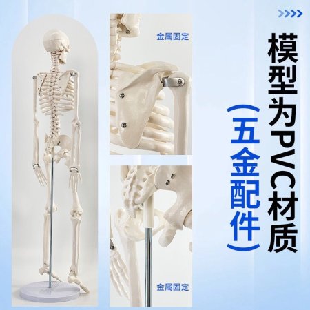 هيكل عظمي حجم كبير مع ستاند حوالي 60 سم